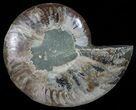Cut Ammonite Fossil (Half) - Agatized #54336-1